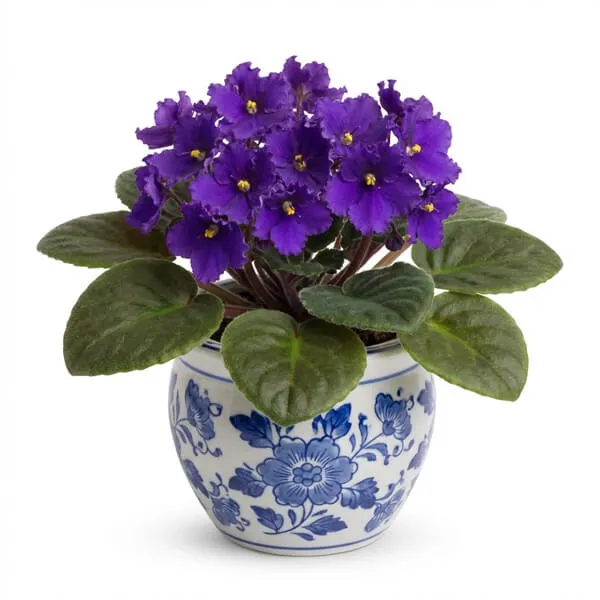African Violet